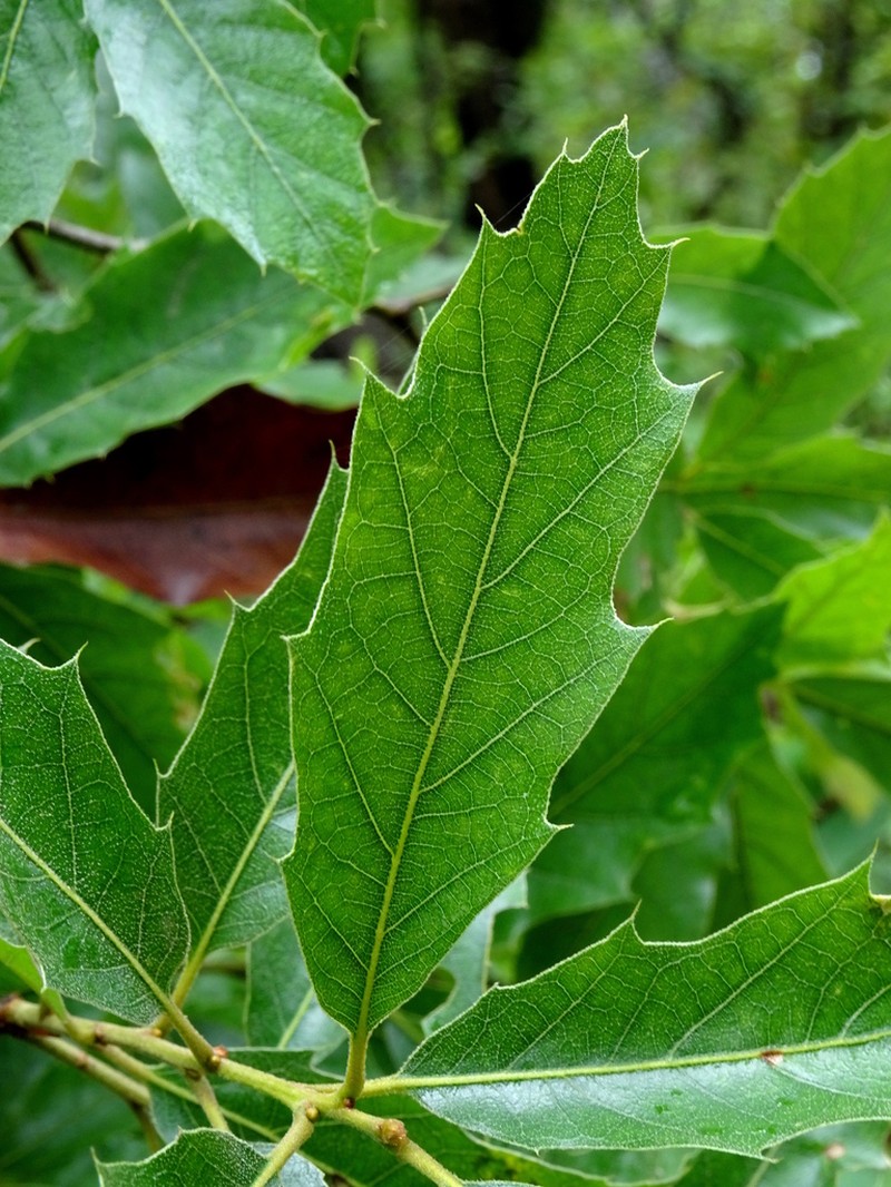 Quercus grahamii photo 3