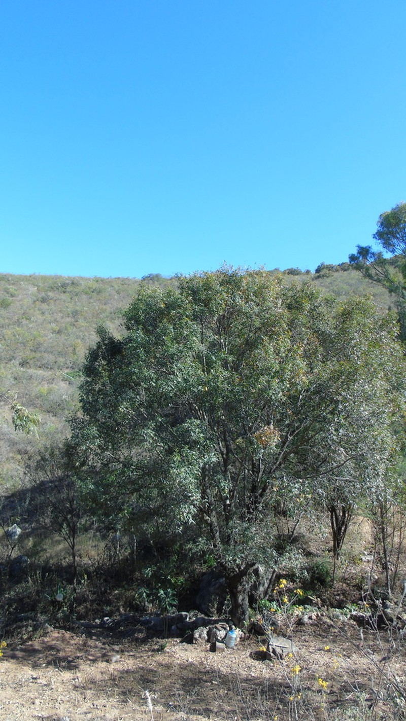 Quercus grahamii photo 4