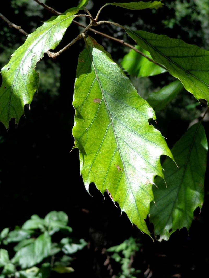 Quercus grahamii photo 5