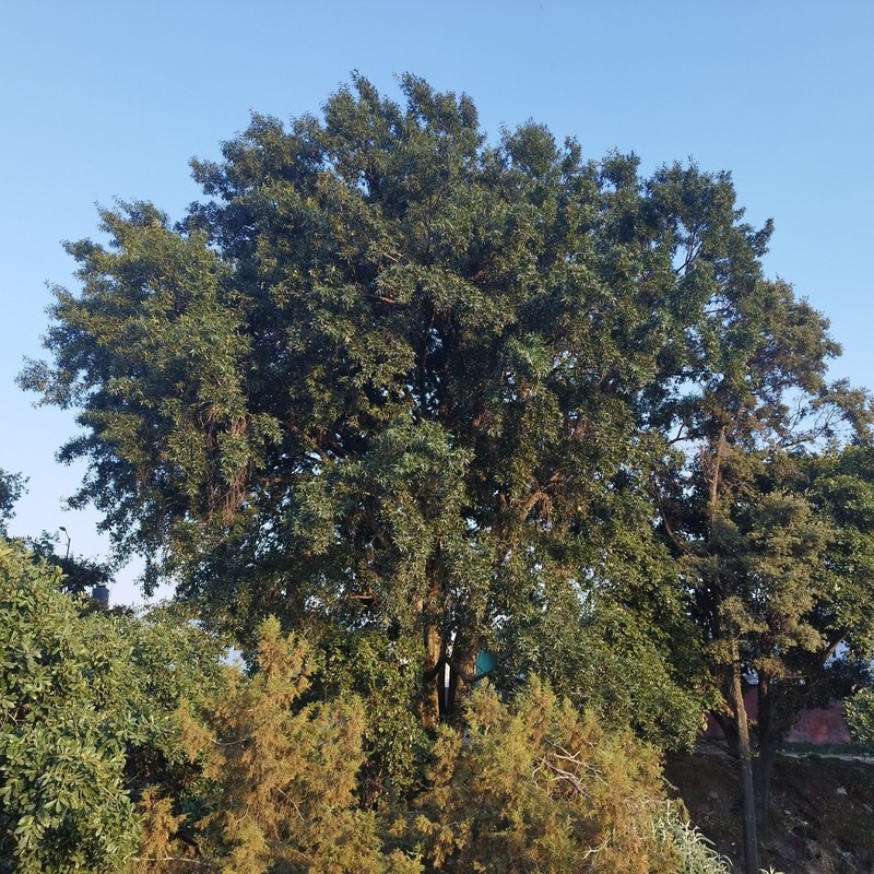 Quercus grahamii photo 6