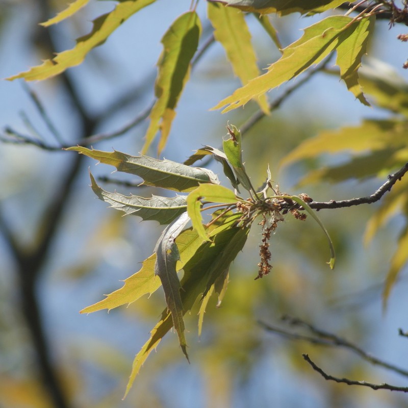 Quercus grahamii photo 7