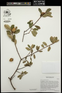 hybrid oak