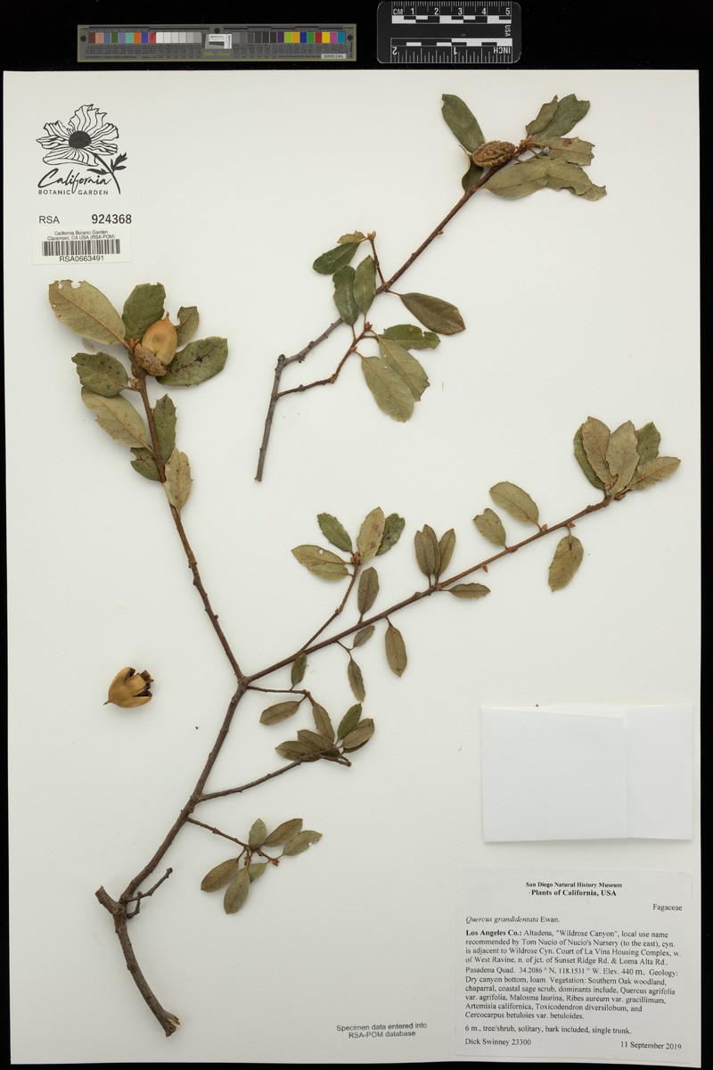 hybrid oak