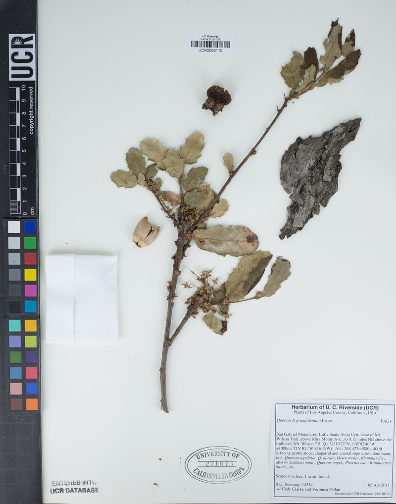 hybrid oak photo 2