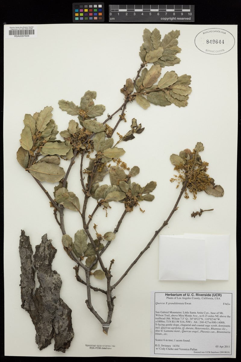 hybrid oak photo 3