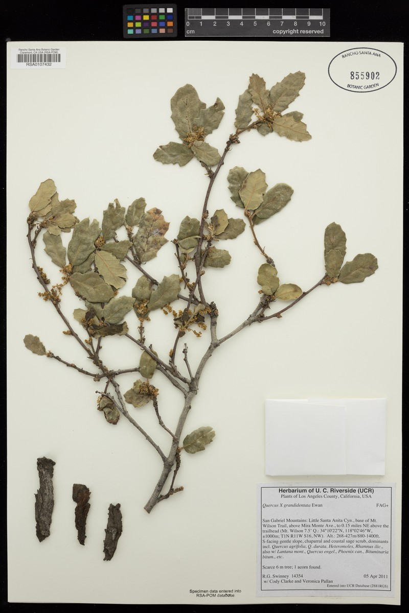 hybrid oak photo 4