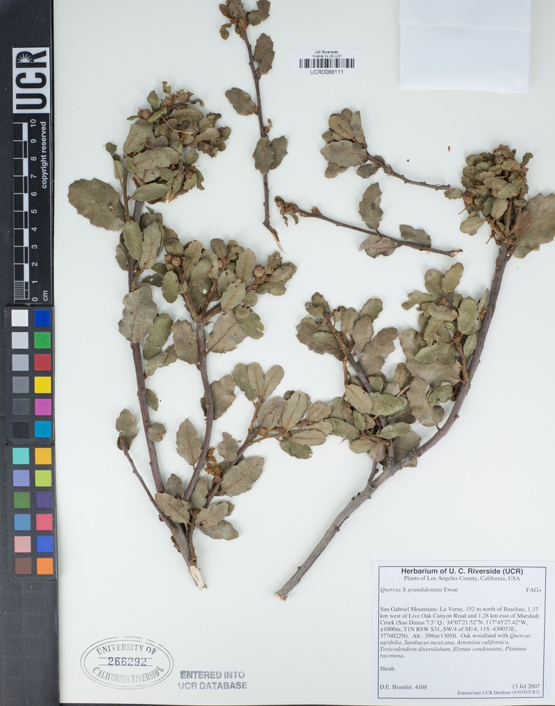 hybrid oak photo 5