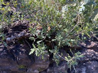 Chisos Red Oak