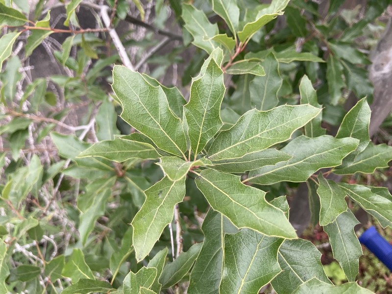 Chisos Red Oak photo 2