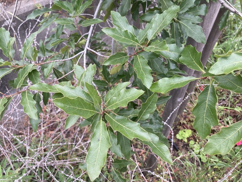 Chisos Red Oak photo 3