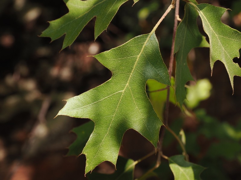 Chisos Red Oak photo 4