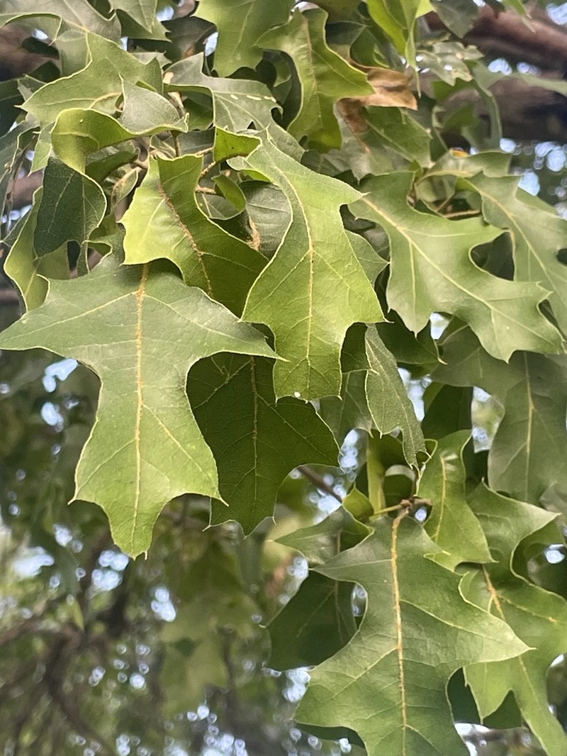 Chisos Red Oak photo 5