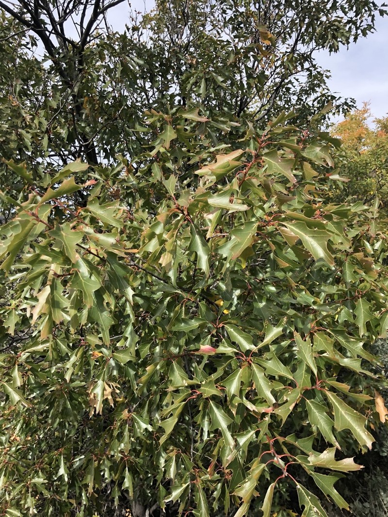 Chisos Red Oak photo 6
