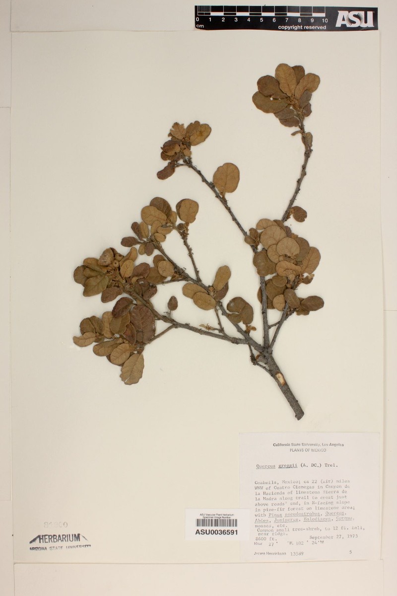 Quercus greggii