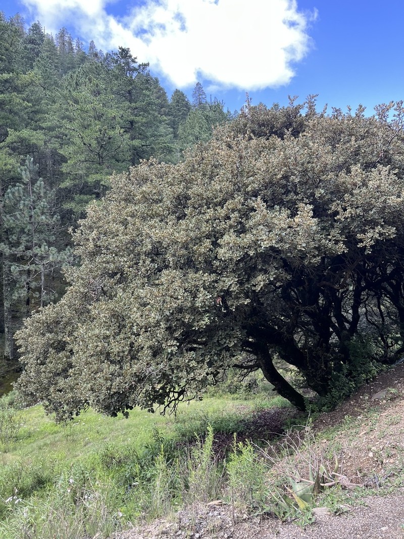 Quercus greggii photo 2