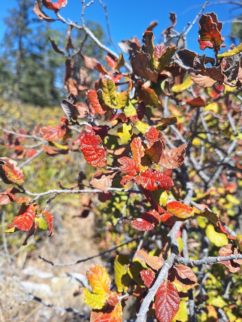 Quercus greggii photo 3