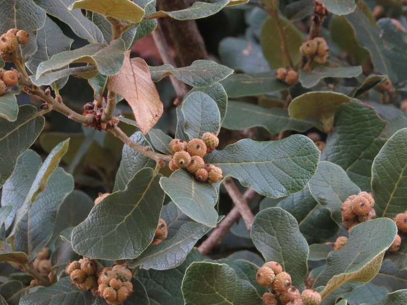 Quercus greggii photo 4