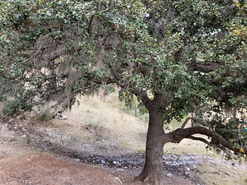 Quercus greggii photo 5