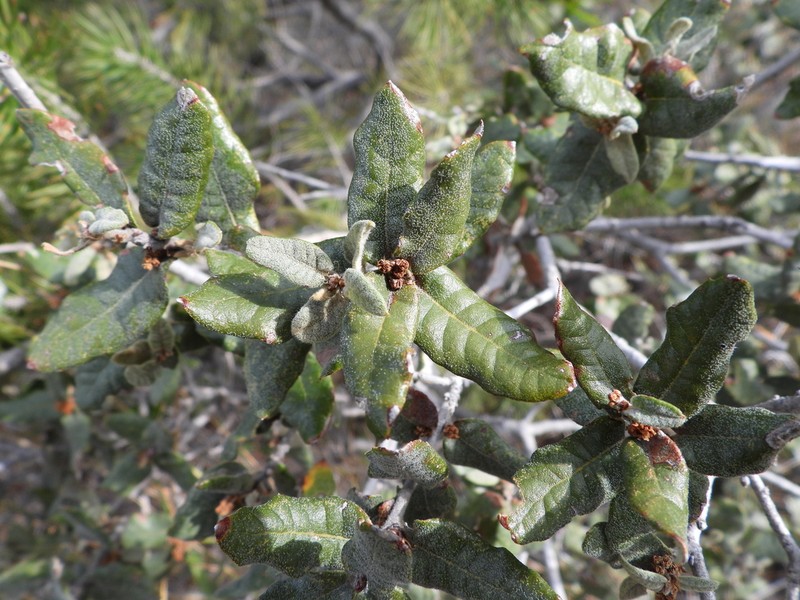 Quercus greggii photo 6