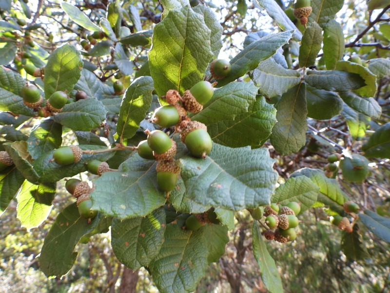 Quercus greggii photo 7