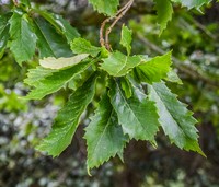 Quercus griffithii