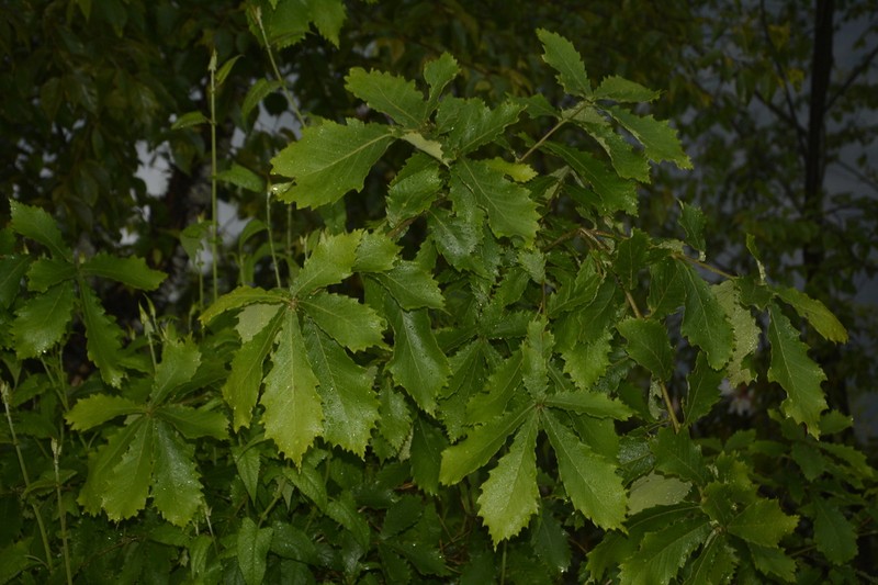 Quercus griffithii photo 2