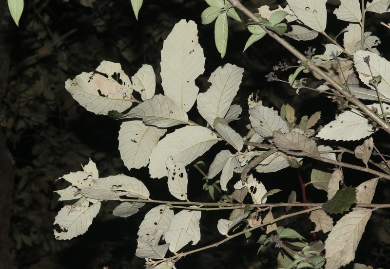 Quercus griffithii photo 3