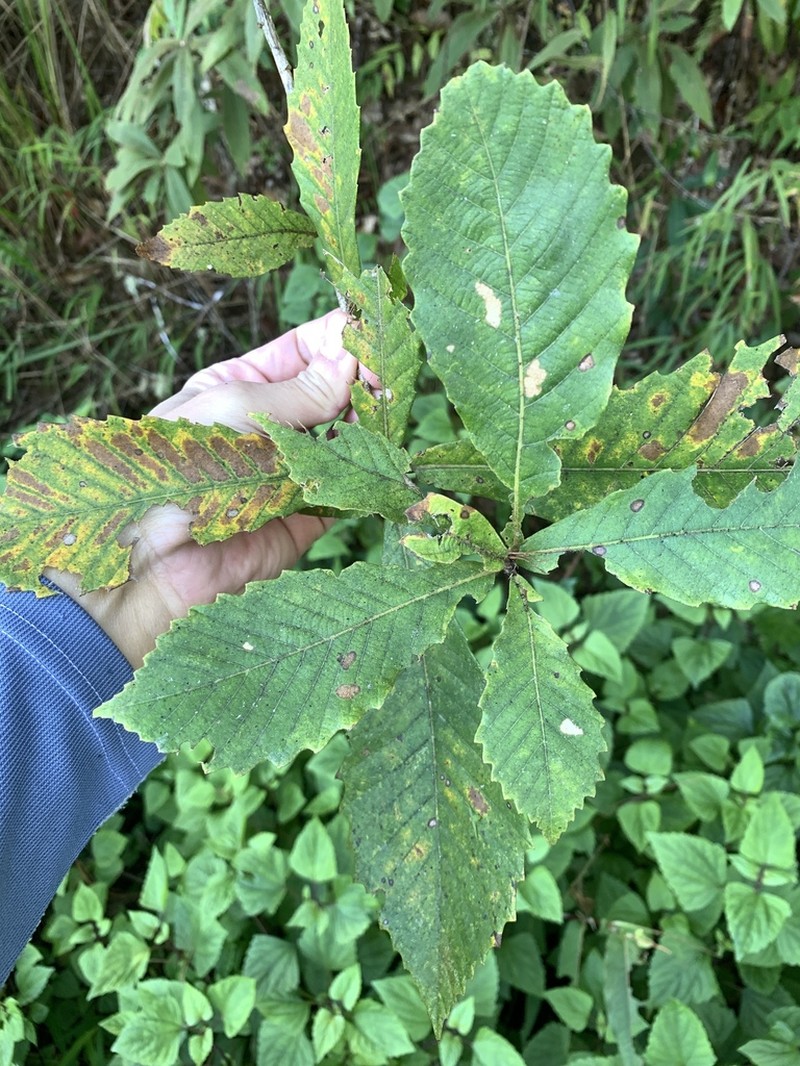 Quercus griffithii photo 4