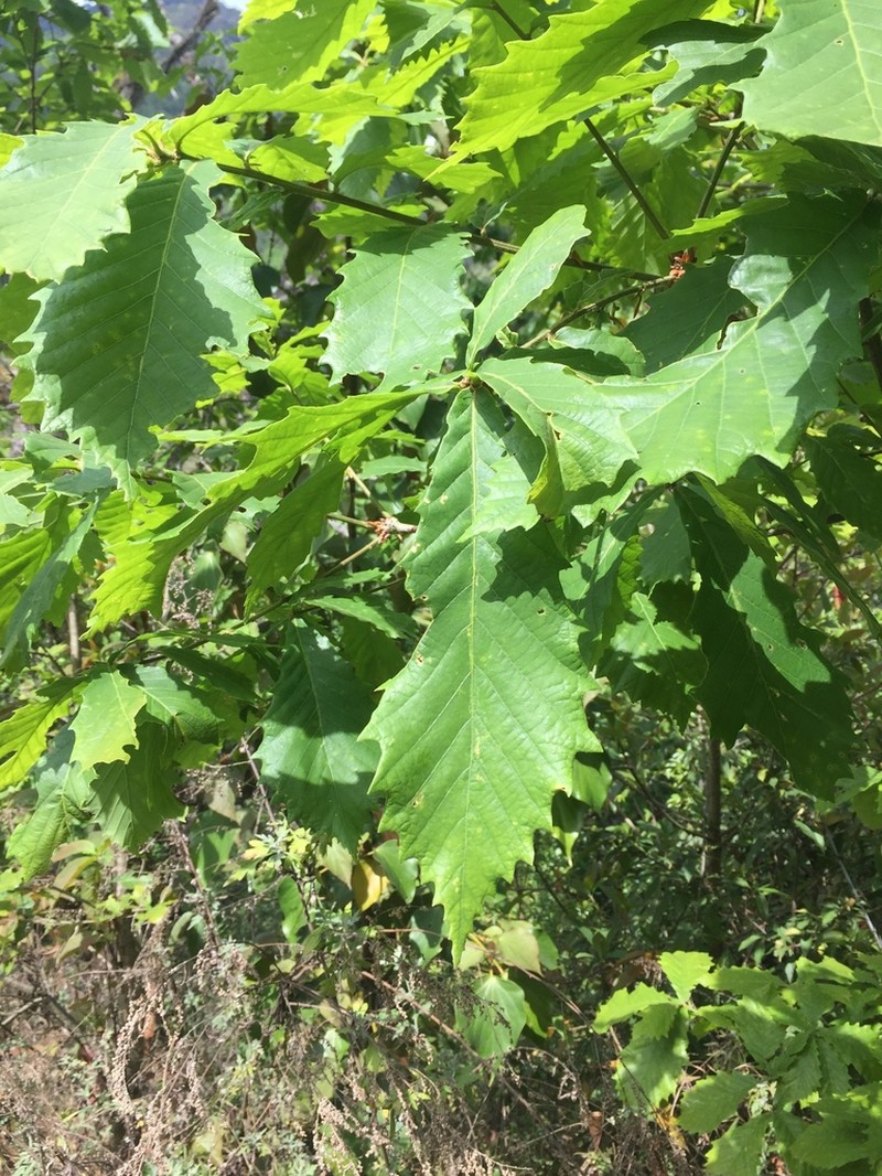 Quercus griffithii photo 5