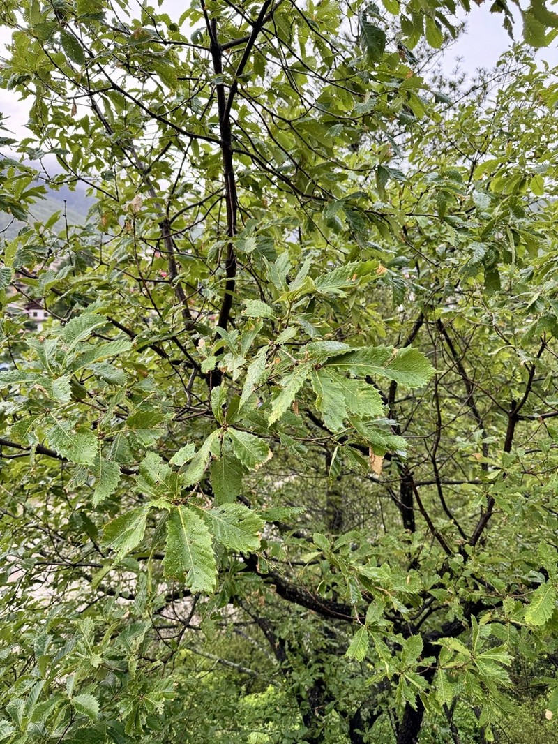 Quercus griffithii photo 6