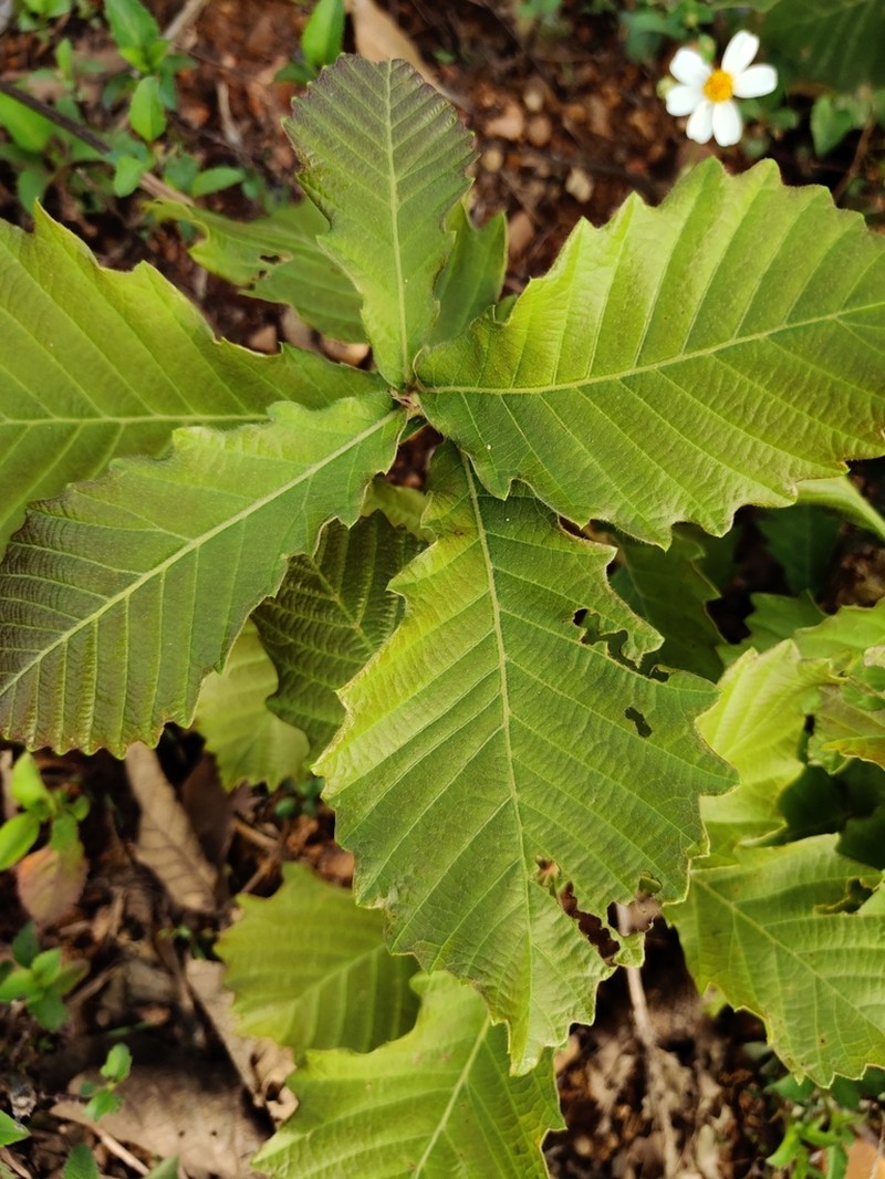 Quercus griffithii photo 7