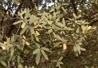 Gray Oak
