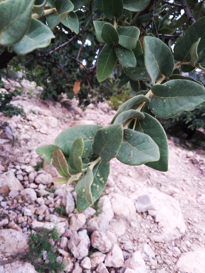 Gray Oak photo 2