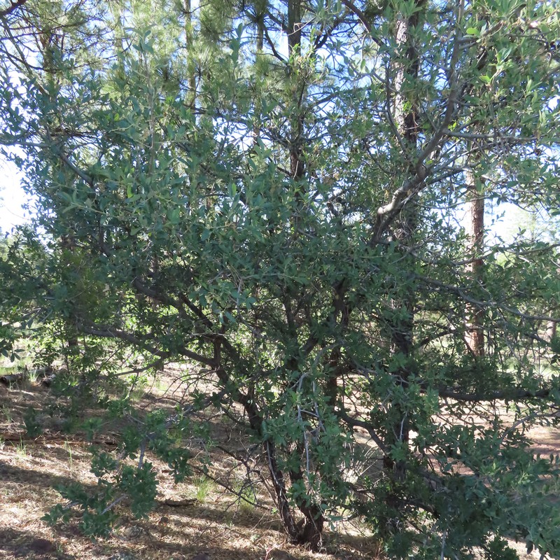 Gray Oak photo 3