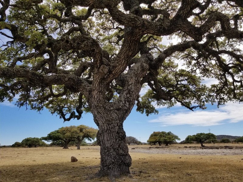 Gray Oak photo 4
