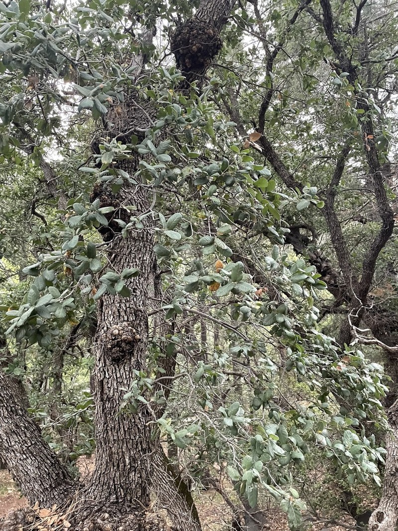 Gray Oak photo 5