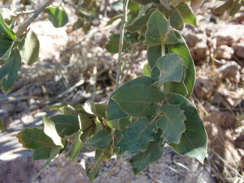 Gray Oak photo 6