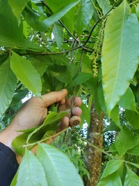 Quercus gulielmi-treleasei