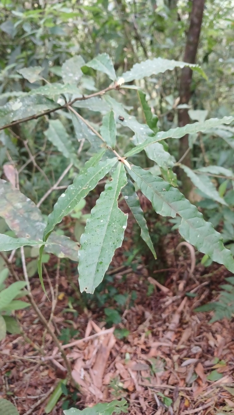 Quercus gulielmi-treleasei photo 2