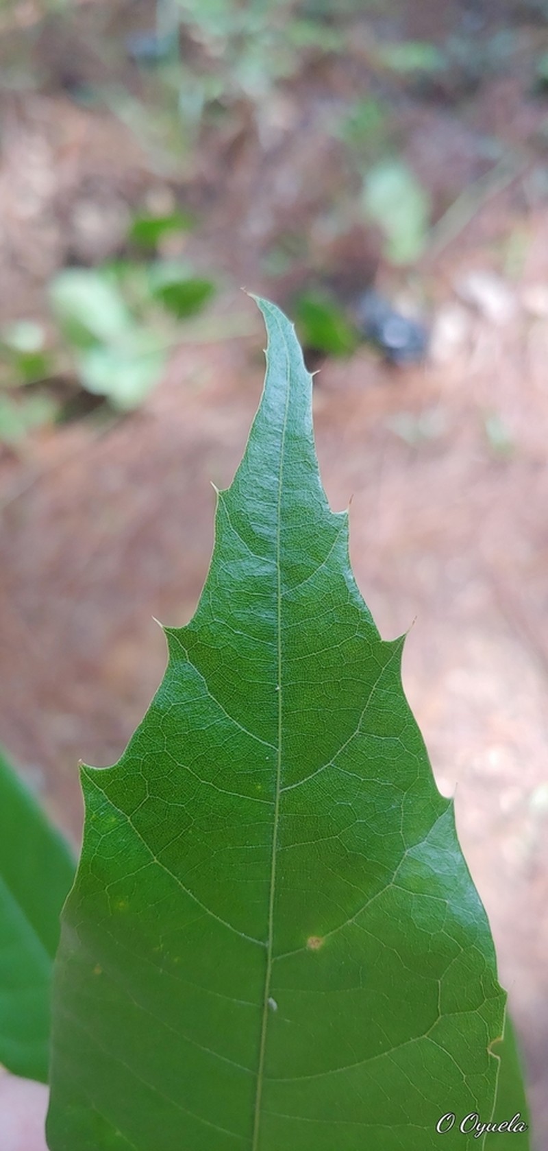Quercus gulielmi-treleasei photo 3