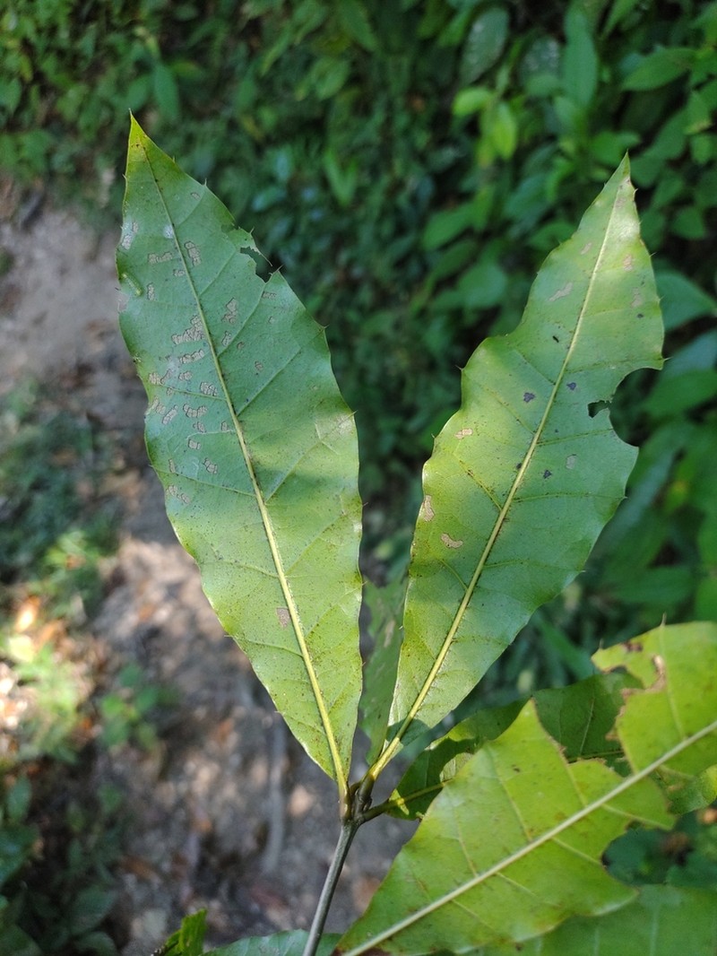 Quercus gulielmi-treleasei photo 4