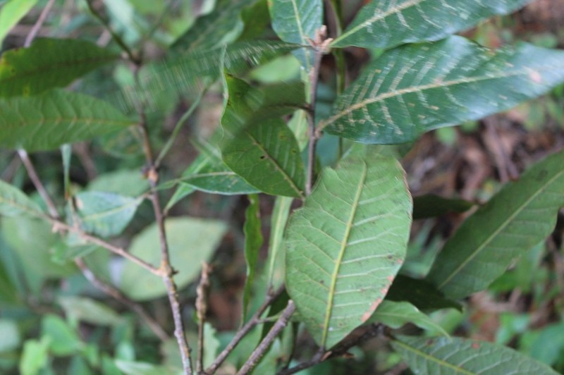 Quercus gulielmi-treleasei photo 5