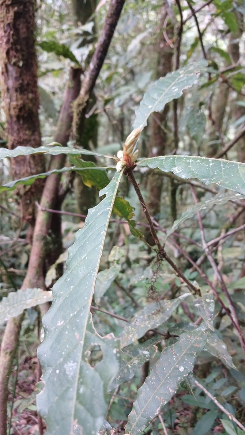Quercus gulielmi-treleasei photo 6
