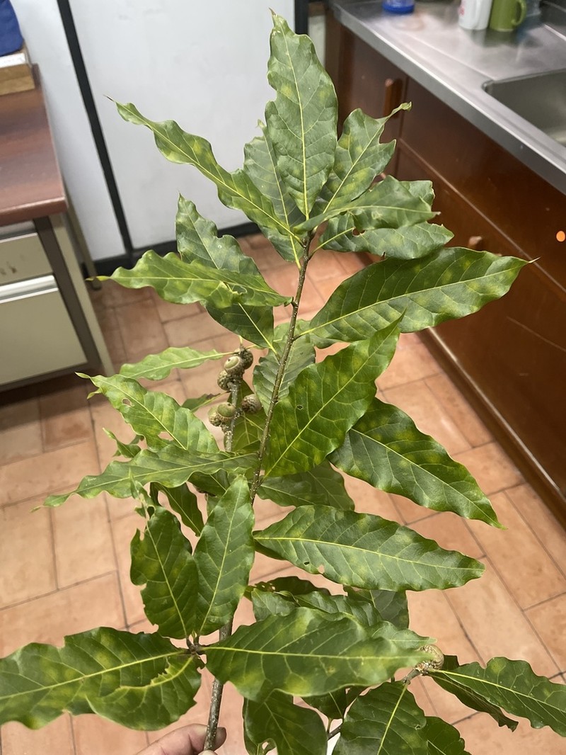 Quercus gulielmi-treleasei photo 7