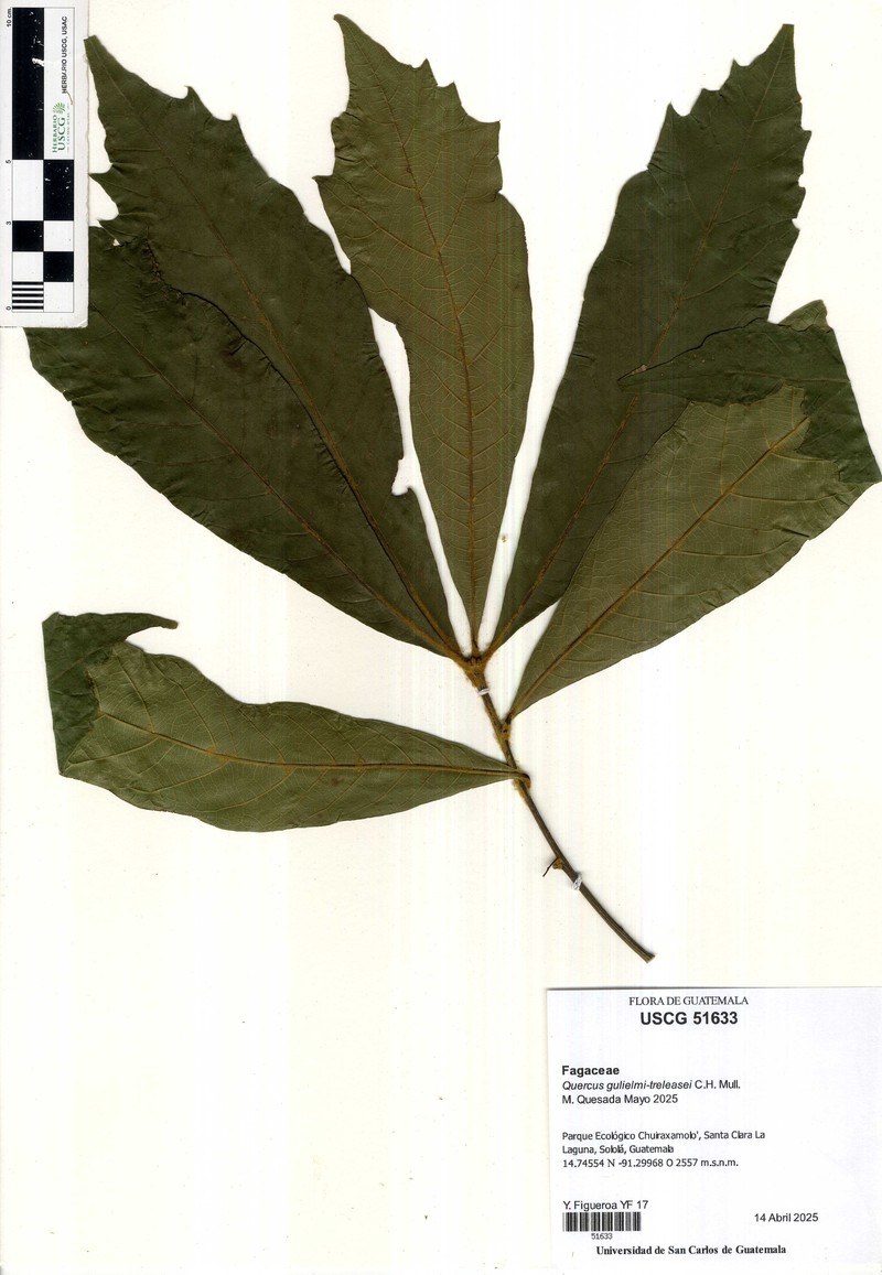 Quercus gulielmi-treleasei photo 8
