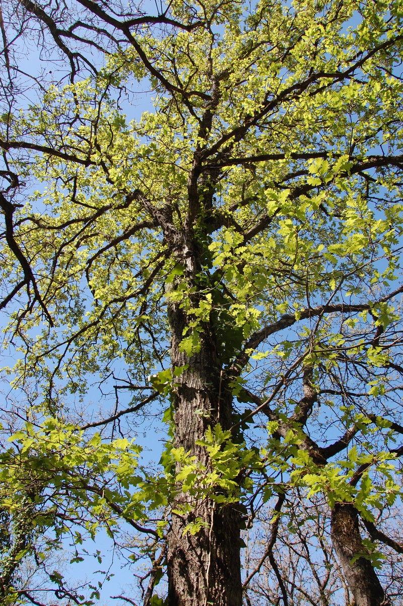 Quercus gussonei photo 2