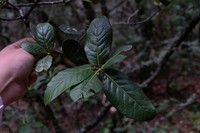 Quercus guyavifolia