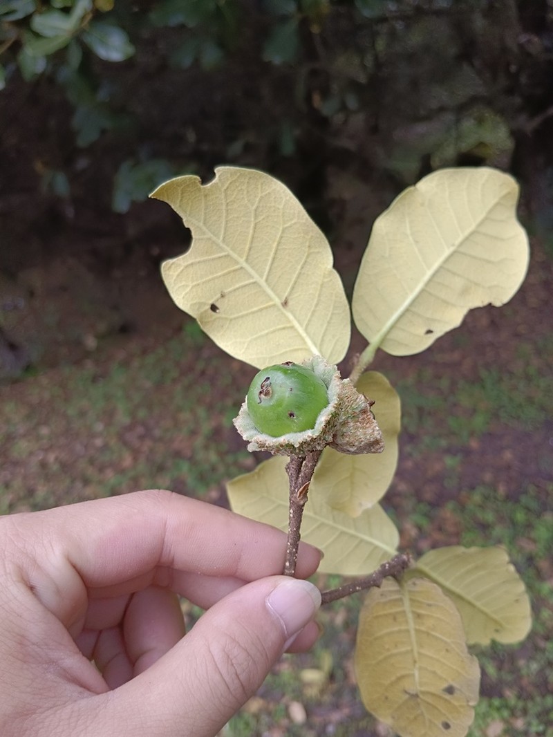 Quercus guyavifolia photo 2