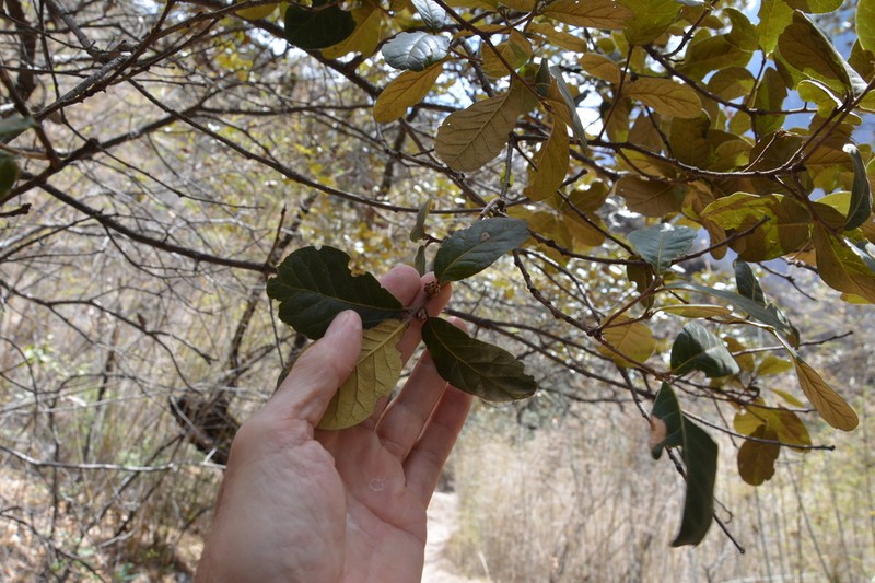 Quercus guyavifolia photo 3