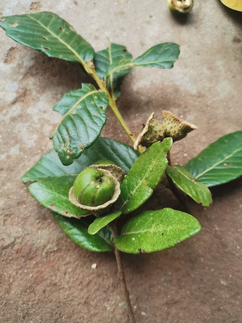 Quercus guyavifolia photo 4